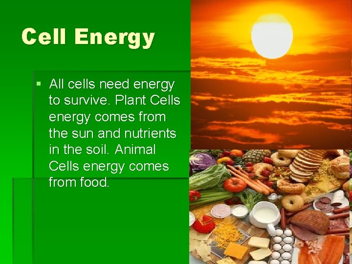 Cell Energy § All cells need energy to survive. Plant Cells energy comes from