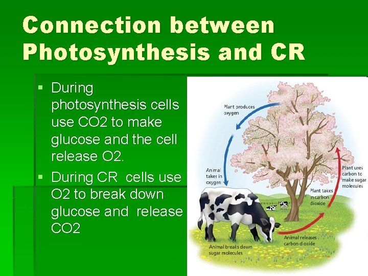 Connection between Photosynthesis and CR § During photosynthesis cells use CO 2 to make