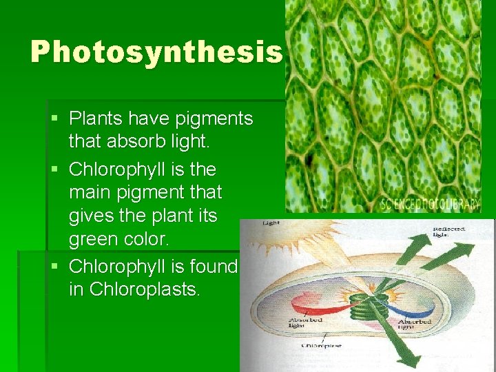 Photosynthesis § Plants have pigments that absorb light. § Chlorophyll is the main pigment