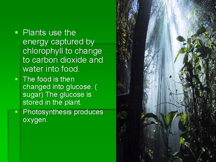 § Plants use the energy captured by chlorophyll to change to carbon dioxide and