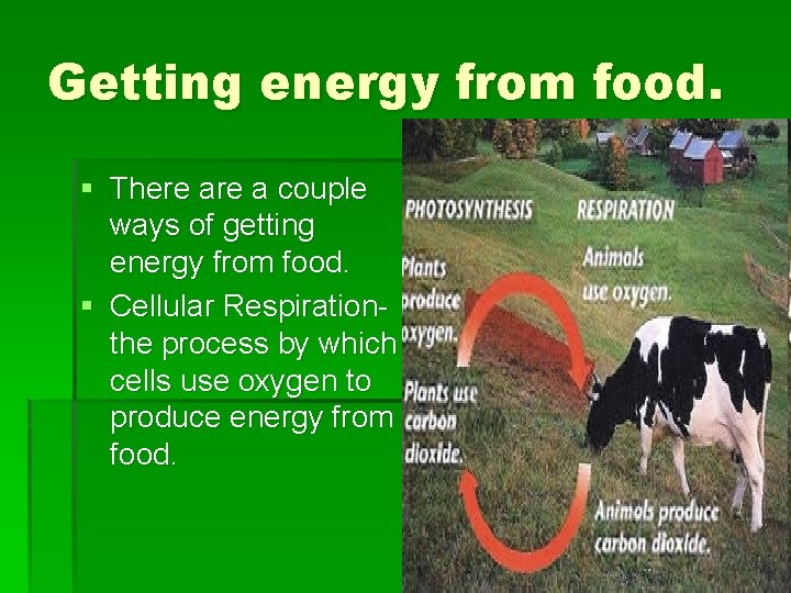 Getting energy from food. § There a couple ways of getting energy from food.