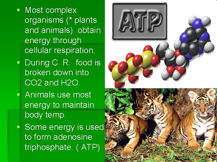 § Most complex organisms (* plants and animals) obtain energy through cellular respiration. §