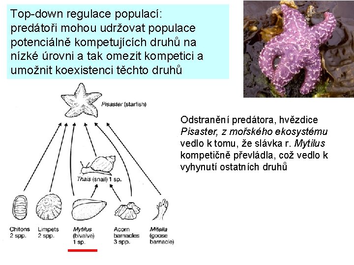 Top-down regulace populací: predátoři mohou udržovat populace potenciálně kompetujících druhů na nízké úrovni a