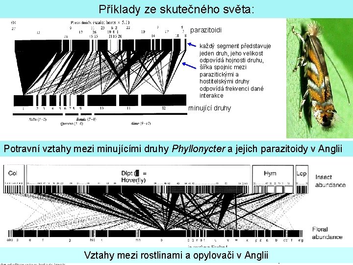 Příklady ze skutečného světa: parazitoidi každý segment představuje jeden druh, jeho velikost odpovídá hojnosti