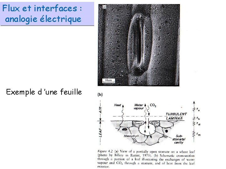 Flux et interfaces : analogie électrique Exemple d ’une feuille 