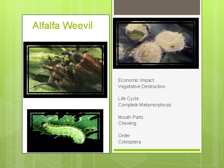 Alfalfa Weevil Economic Impact Vegetative Destruction Life Cycle Complete Metamorphosis Mouth Parts Chewing Order