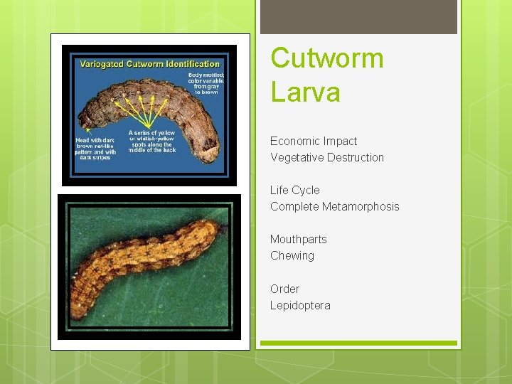 Cutworm Larva Economic Impact Vegetative Destruction Life Cycle Complete Metamorphosis Mouthparts Chewing Order Lepidoptera