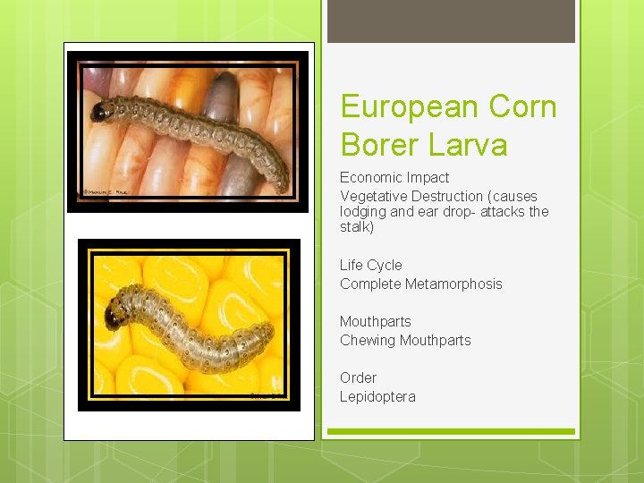 European Corn Borer Larva Economic Impact Vegetative Destruction (causes lodging and ear drop- attacks