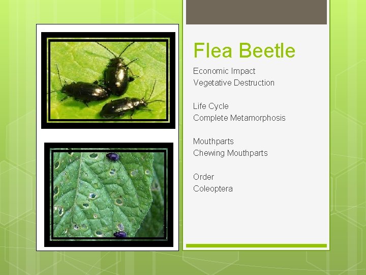 Flea Beetle Economic Impact Vegetative Destruction Life Cycle Complete Metamorphosis Mouthparts Chewing Mouthparts Order