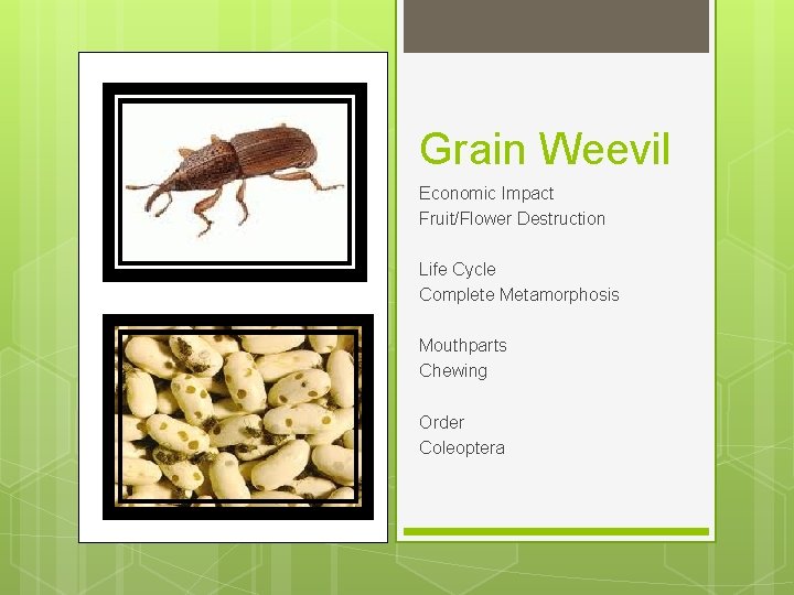 Grain Weevil Economic Impact Fruit/Flower Destruction Life Cycle Complete Metamorphosis Mouthparts Chewing Order Coleoptera
