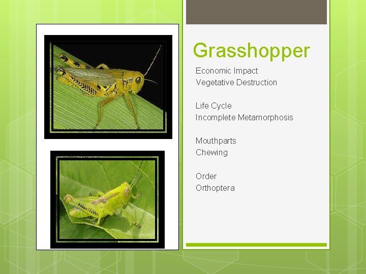 Grasshopper Economic Impact Vegetative Destruction Life Cycle Incomplete Metamorphosis Mouthparts Chewing Order Orthoptera 