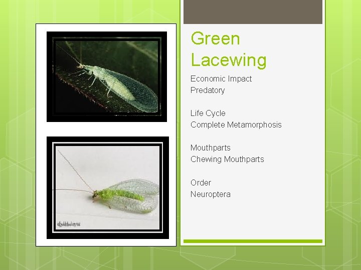 Green Lacewing Economic Impact Predatory Life Cycle Complete Metamorphosis Mouthparts Chewing Mouthparts Order Neuroptera