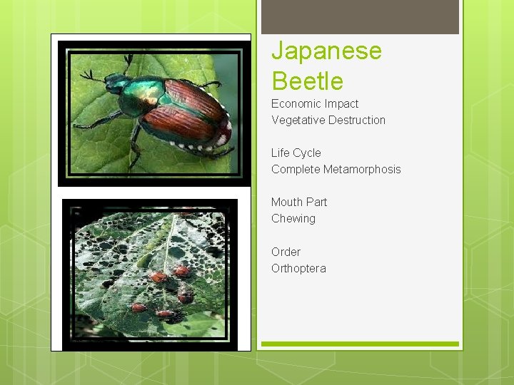 Japanese Beetle Economic Impact Vegetative Destruction Life Cycle Complete Metamorphosis Mouth Part Chewing Order