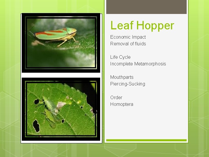 Leaf Hopper Economic Impact Removal of fluids Life Cycle Incomplete Metamorphosis Mouthparts Piercing-Sucking Order