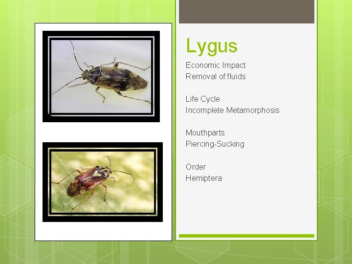 Lygus Economic Impact Removal of fluids Life Cycle Incomplete Metamorphosis Mouthparts Piercing-Sucking Order Hemiptera