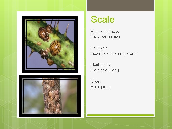Scale Economic Impact Removal of fluids Life Cycle Incomplete Metamorphosis Mouthparts Piercing-sucking Order Homoptera