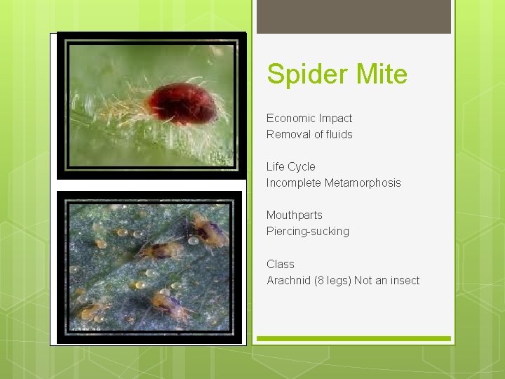 Spider Mite Economic Impact Removal of fluids Life Cycle Incomplete Metamorphosis Mouthparts Piercing-sucking Class
