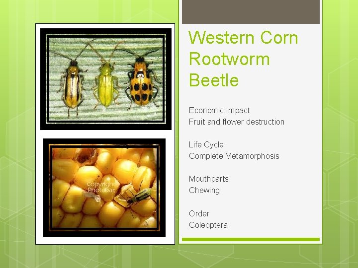 Western Corn Rootworm Beetle Economic Impact Fruit and flower destruction Life Cycle Complete Metamorphosis