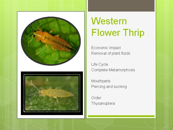 Western Flower Thrip Economic Impact Removal of plant fluids Life Cycle Complete Metamorphosis Mouthparts