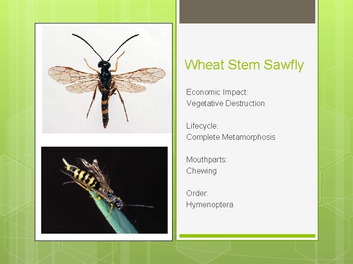 Wheat Stem Sawfly Economic Impact: Vegetative Destruction Lifecycle: Complete Metamorphosis Mouthparts: Chewing Order: Hymenoptera