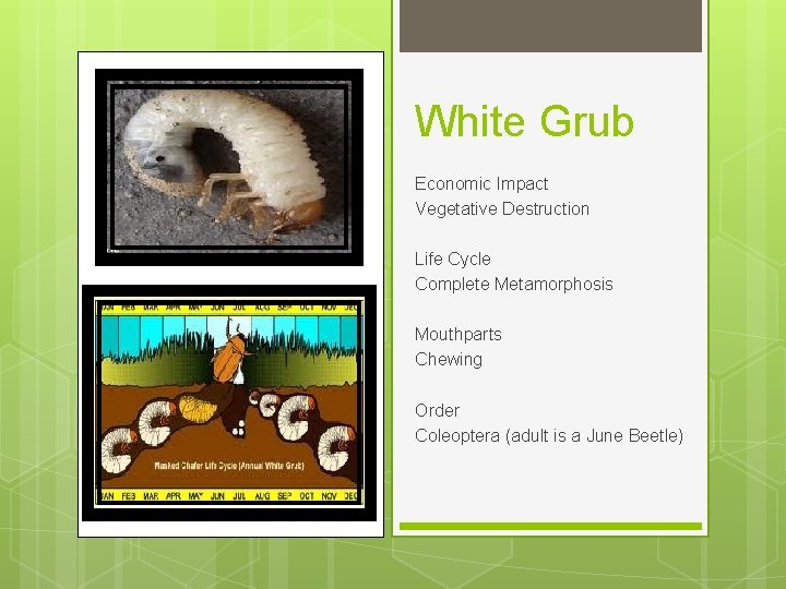 White Grub Economic Impact Vegetative Destruction Life Cycle Complete Metamorphosis Mouthparts Chewing Order Coleoptera