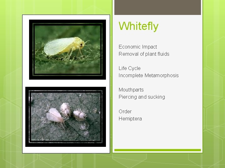 Whitefly Economic Impact Removal of plant fluids Life Cycle Incomplete Metamorphosis Mouthparts Piercing and