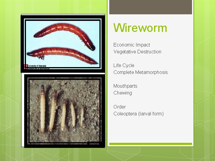Wireworm Economic Impact Vegetative Destruction Life Cycle Complete Metamorphosis Mouthparts Chewing Order Coleoptera (larval