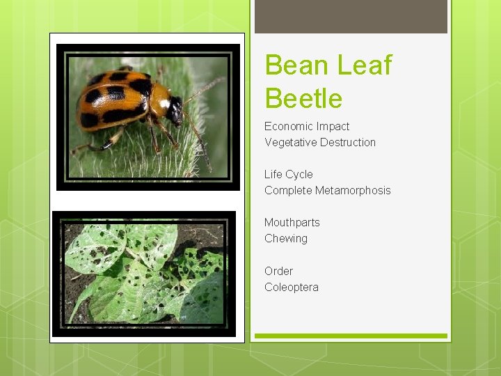 Bean Leaf Beetle Economic Impact Vegetative Destruction Life Cycle Complete Metamorphosis Mouthparts Chewing Order