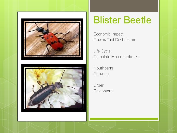 Blister Beetle Economic Impact Flower/Fruit Destruction Life Cycle Complete Metamorphosis Mouthparts Chewing Order Coleoptera