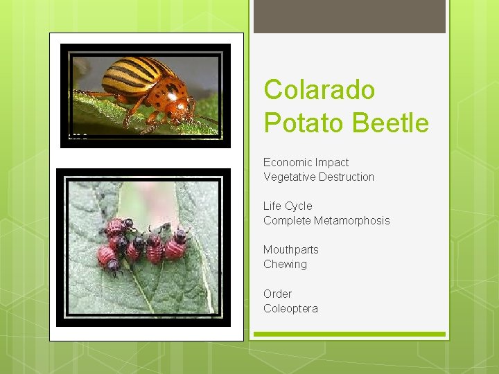 Colarado Potato Beetle Economic Impact Vegetative Destruction Life Cycle Complete Metamorphosis Mouthparts Chewing Order