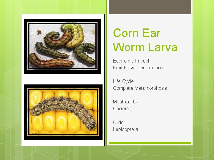 Corn Ear Worm Larva Economic Impact Fruit/Flower Destruction Life Cycle Complete Metamorphosis Mouthparts Chewing