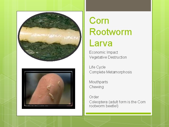 Corn Rootworm Larva Economic Impact Vegetative Destruction Life Cycle Complete Metamorphosis Mouthparts Chewing Order