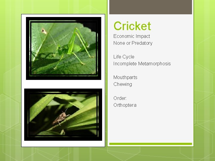 Cricket Economic Impact None or Predatory Life Cycle Incomplete Metamorphosis Mouthparts Chewing Order: Orthoptera