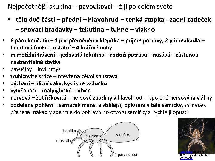 Nejpočetnější skupina – pavoukovci – žijí po celém světě • tělo dvě části –