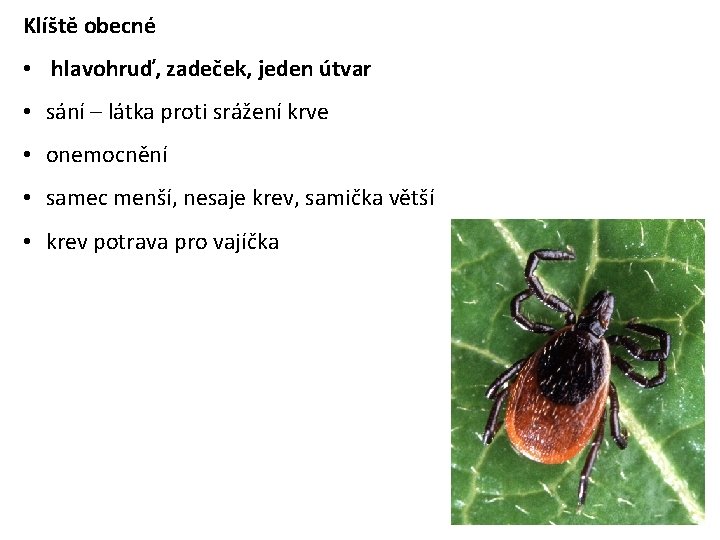 Klíště obecné • hlavohruď, zadeček, jeden útvar • sání – látka proti srážení krve