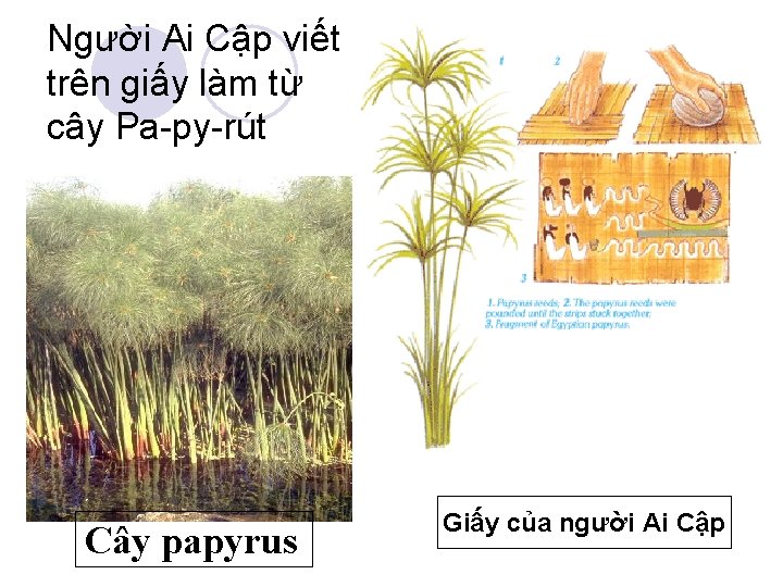 Người Ai Cập viết trên giấy làm từ cây Pa-py-rút Cây papyrus Giấy của