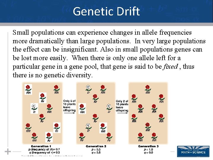 Genetic Drift Small populations can experience changes in allele frequencies more dramatically than large