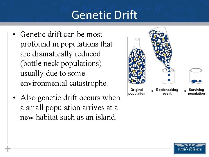 Genetic Drift • Genetic drift can be most profound in populations that are dramatically