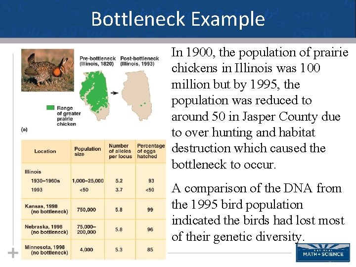 Bottleneck Example In 1900, the population of prairie chickens in Illinois was 100 million