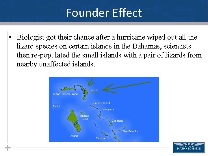 Founder Effect • Biologist got their chance after a hurricane wiped out all the