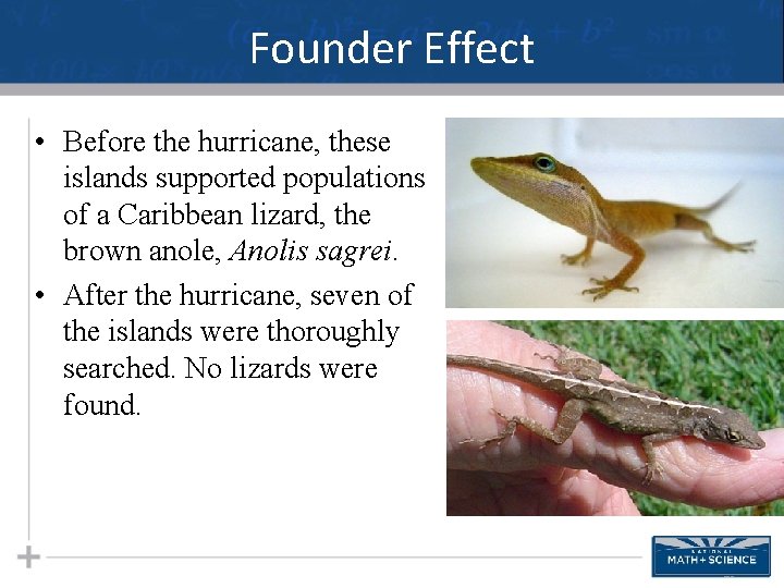 Founder Effect • Before the hurricane, these islands supported populations of a Caribbean lizard,