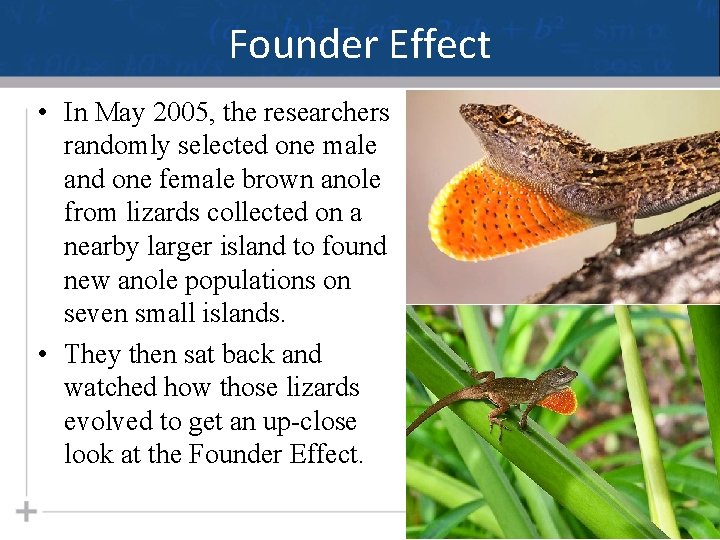 Founder Effect • In May 2005, the researchers randomly selected one male and one