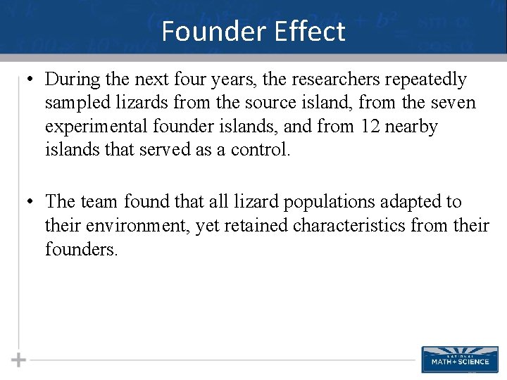 Founder Effect • During the next four years, the researchers repeatedly sampled lizards from