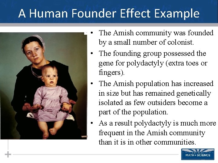 A Human Founder Effect Example • The Amish community was founded by a small