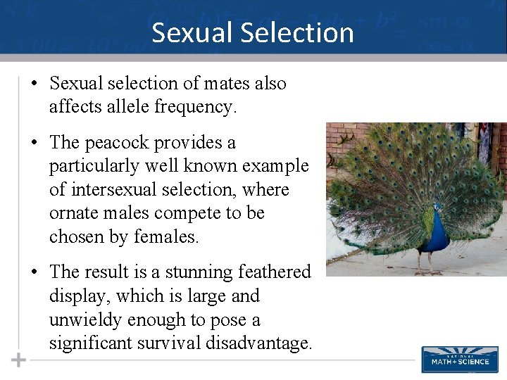 Sexual Selection • Sexual selection of mates also affects allele frequency. • The peacock