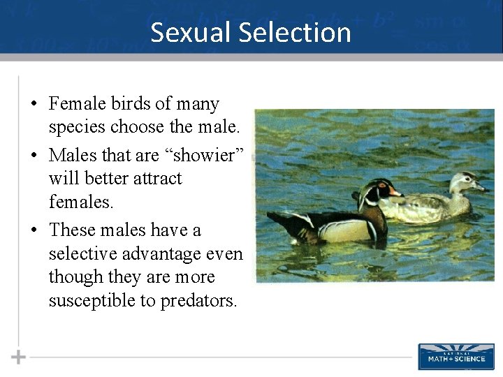 Sexual Selection • Female birds of many species choose the male. • Males that