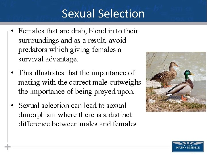 Sexual Selection • Females that are drab, blend in to their surroundings and as