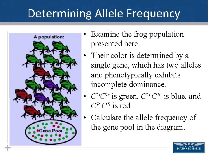 Determining Allele Frequency • Examine the frog population presented here. • Their color is