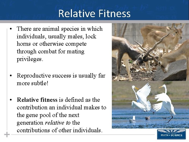 Relative Fitness • There animal species in which individuals, usually males, lock horns or