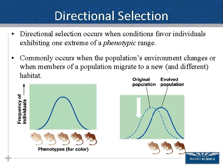 Directional Selection • Directional selection occurs when conditions favor individuals exhibiting one extreme of